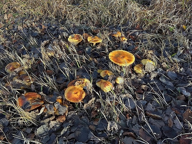 čírovka ? Tricholoma sp.