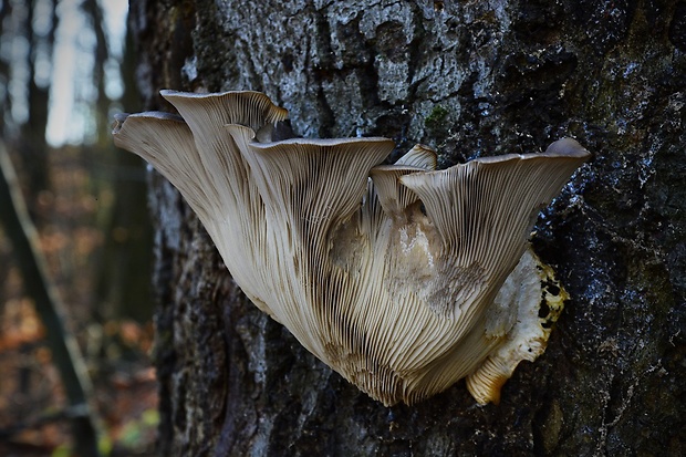 hliva ustricovitá Pleurotus ostreatus (Jacq.) P. Kumm.