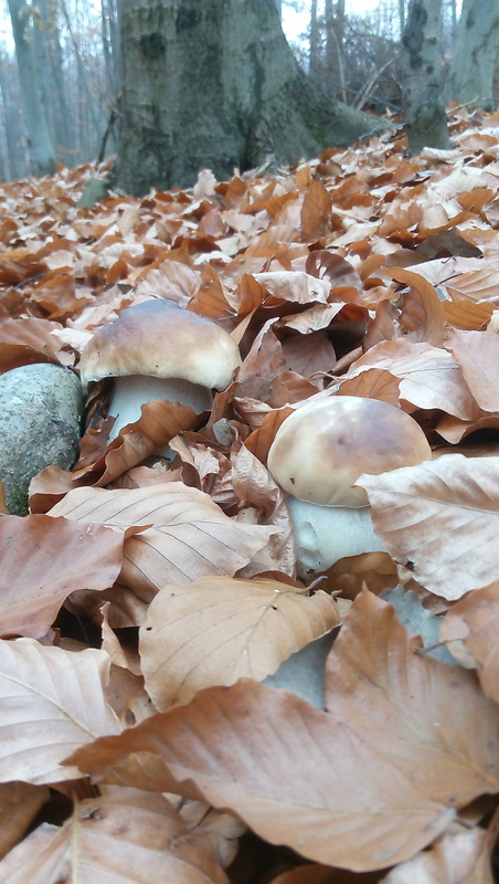 hríb smrekový Boletus edulis Bull.