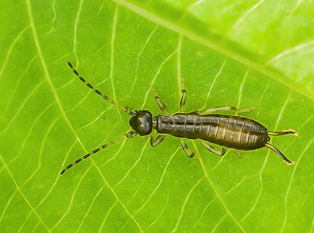 ucholak bezkrídly Chelidura acanthopygia