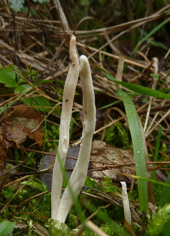 konárovka vráskavá Clavulina rugosa (Bull.) J. Schröt.