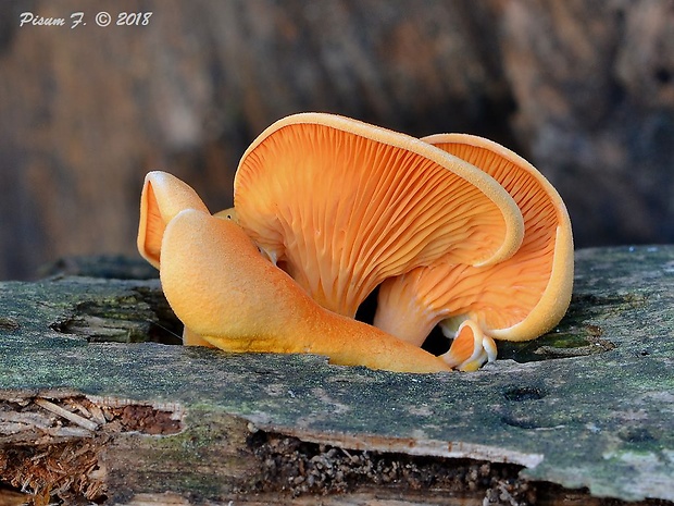 líška oranžová Hygrophoropsis aurantiaca (Wulfen) Maire