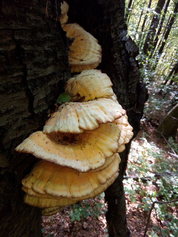 sírovec obyčajný Laetiporus sulphureus (Bull.) Murrill