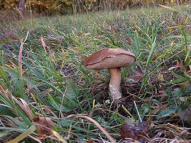 kozák brezový Leccinum scabrum (Bull.) Gray