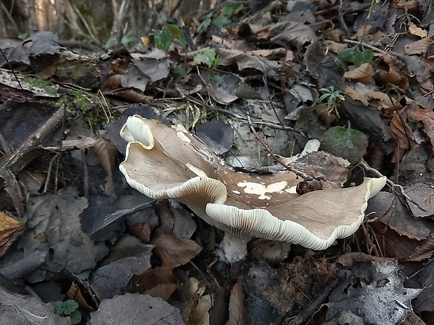 čechratec obrovský Leucopaxillus giganteus (Sowerby) Singer