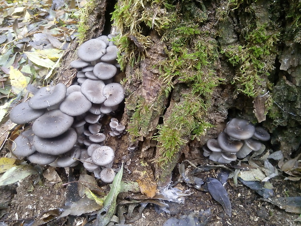 hliva ustricovitá Pleurotus ostreatus (Jacq.) P. Kumm.