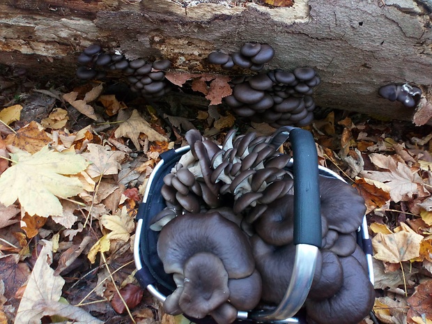 hliva ustricovitá Pleurotus ostreatus (Jacq.) P. Kumm.