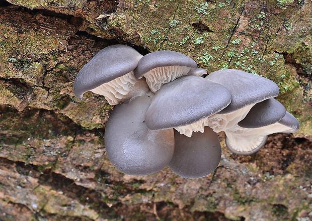 hliva ustricovitá Pleurotus ostreatus (Jacq.) P. Kumm.