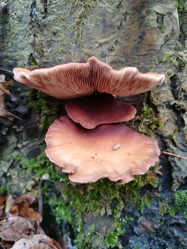 pňovka neskorá Sarcomyxa serotina (Pers.) P. Karst.