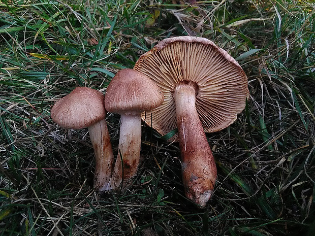 čírovka šupinkatá Tricholoma imbricatum (Fr.) P. Kumm.