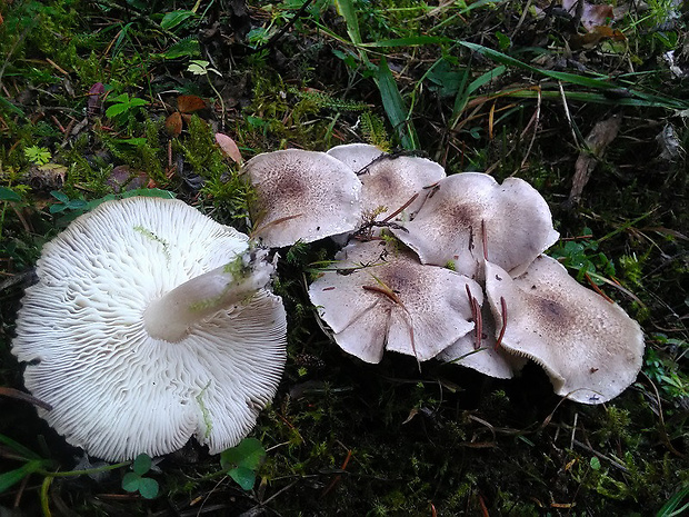 čírovka sivookrová Tricholoma scalpturatum (Fr.) Quél.