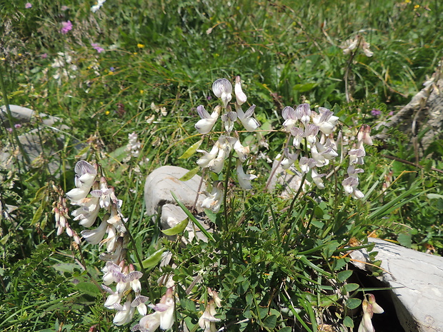 vika lesná Vicia sylvatica L.