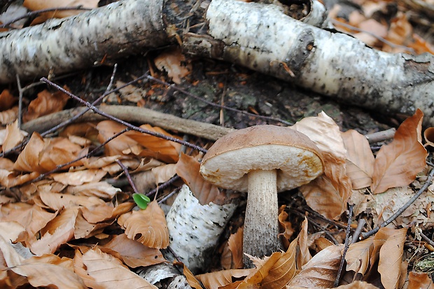 kozák brezový Leccinum scabrum (Bull.) Gray