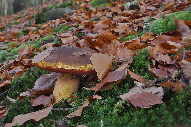 hríb zrnitohlúbikový Sutorius luridiformis (Rostk.) G. Wu & Zhu L. Yang