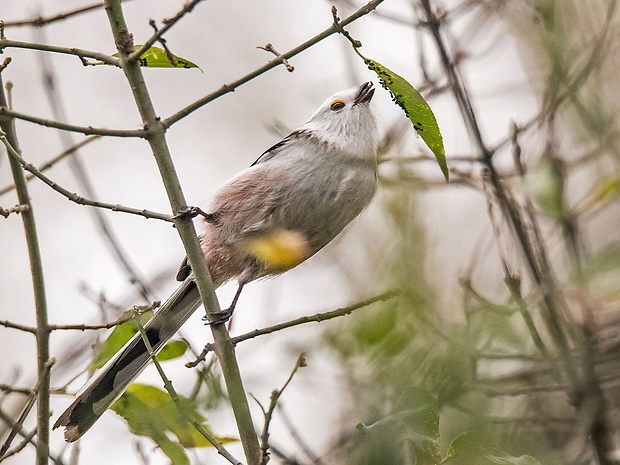 mlynárka dlhochvostá  Aegithalos caudatus