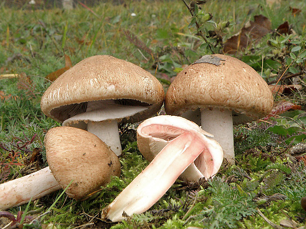 pečiarka pavučinatá Agaricus fuscofibrillosus (F.H. Møller) Pilát