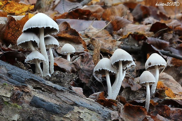 hnojník Coprinus sp.