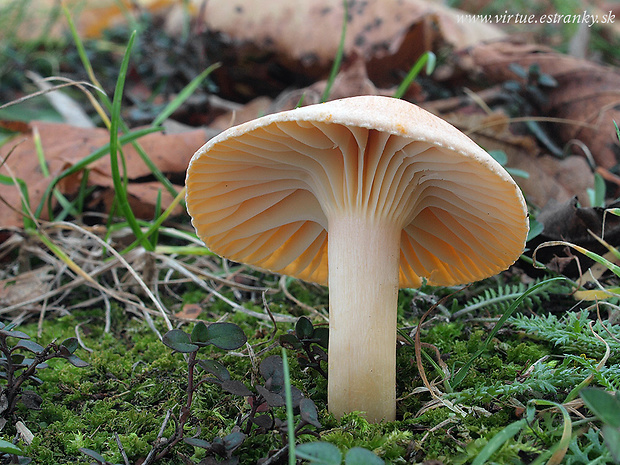 lúčnica statná Cuphophyllus pratensis (Fr.) Bon