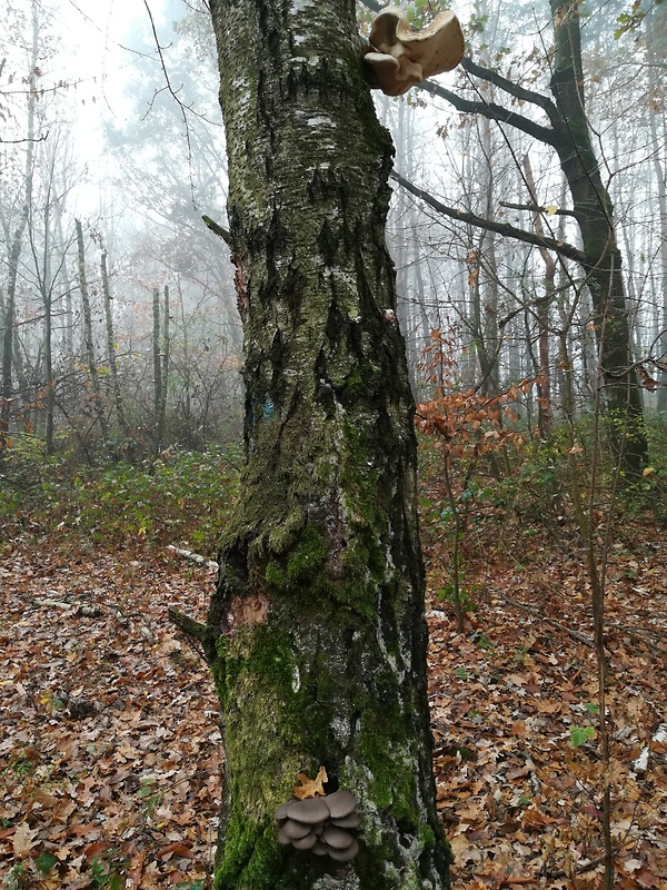 brezovník obyčajný + hliva ustricovitá  Fomitopsis betulina (Bull.) B.K. Cui, M.L. Han & Y.C. Dai