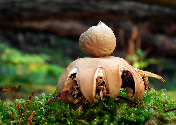 hviezdovka Geastrum sp.