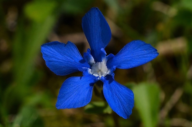 horec jarný Gentiana verna L.