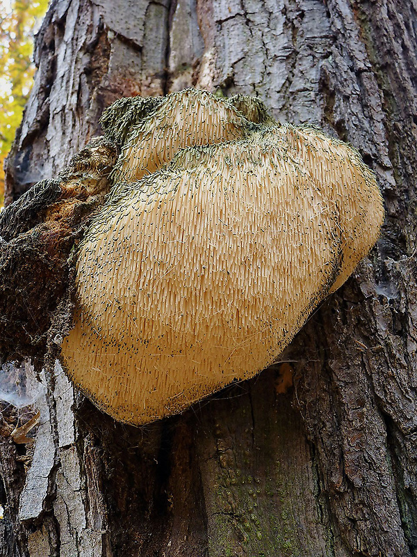 koralovec ježovitý Hericium erinaceus (Bull.) Pers.