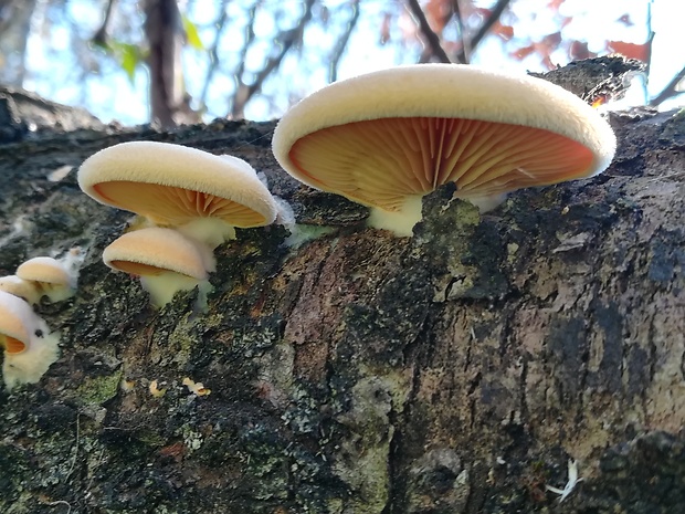 hlivník hniezdovitý Phyllotopsis nidulans (Pers.) Singer