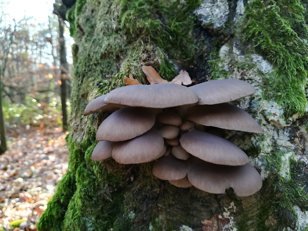 hliva ustricovitá Pleurotus ostreatus (Jacq.) P. Kumm.