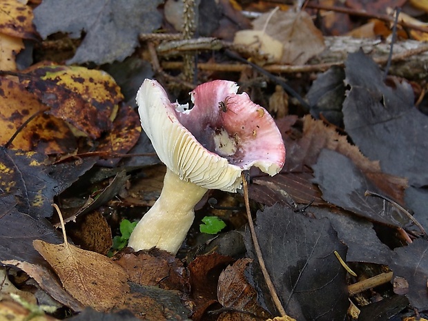 plávka Russula sp.