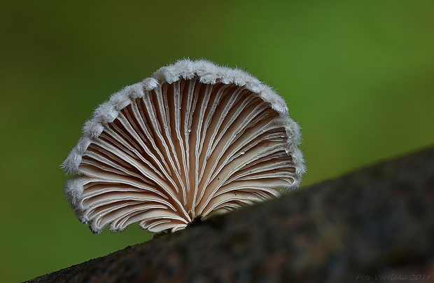 klanolupeňovka obyčajná Schizophyllum commune Fr.