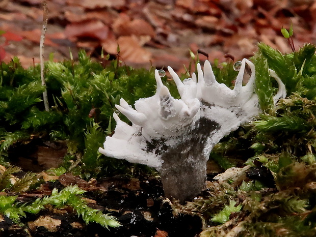 drevnatec parohatý Xylaria hypoxylon (L.) Grev.