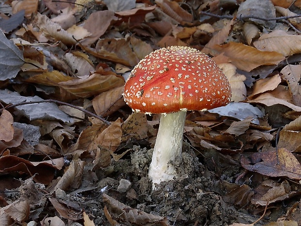 muchotrávka červená Amanita muscaria (L.) Lam.