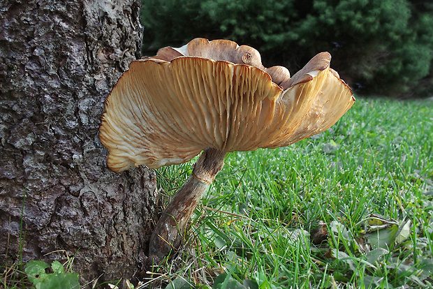 podpňovka Armillaria sp.