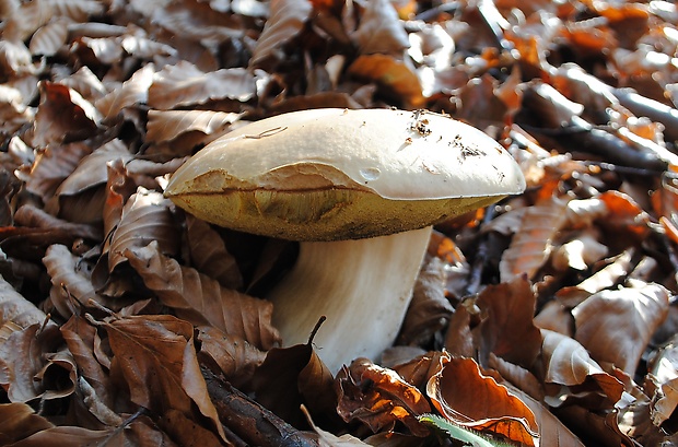 hríb smrekový Boletus edulis Bull.