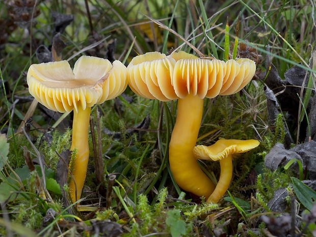 lúčnica páchnuca Hygrocybe quieta (Kühner) Singer