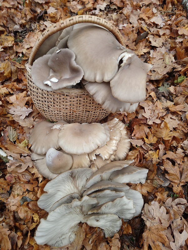 hliva ustricovitá Pleurotus ostreatus (Jacq.) P. Kumm.