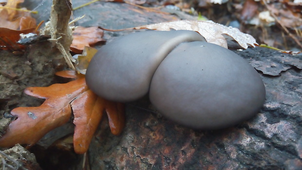 hliva ustricovitá Pleurotus ostreatus (Jacq.) P. Kumm.