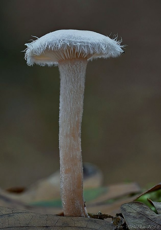 čechruľka čírovkovitá Ripartites tricholoma (Alb. & Schwein.) P. Karst.