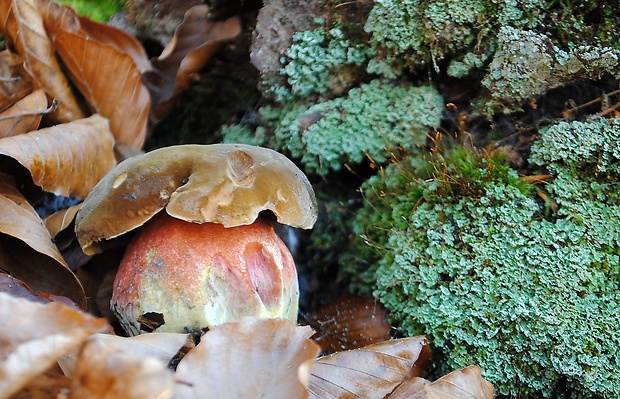 hríb zrnitohlúbikový Sutorius luridiformis (Rostk.) G. Wu & Zhu L. Yang