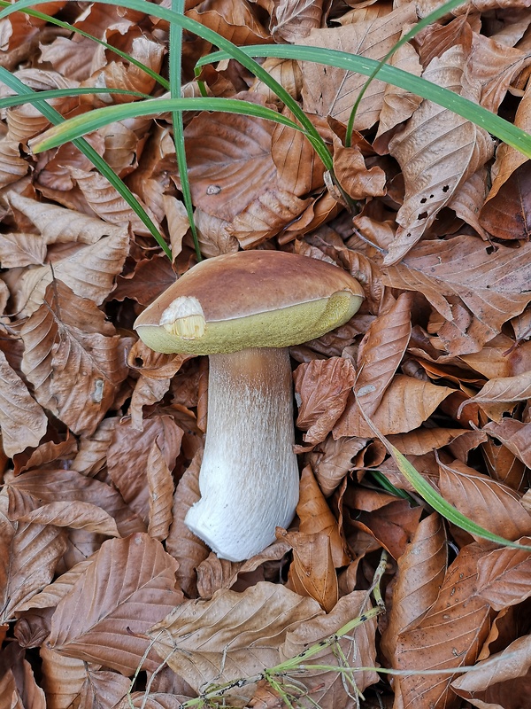 hríb smrekový Boletus edulis Bull.