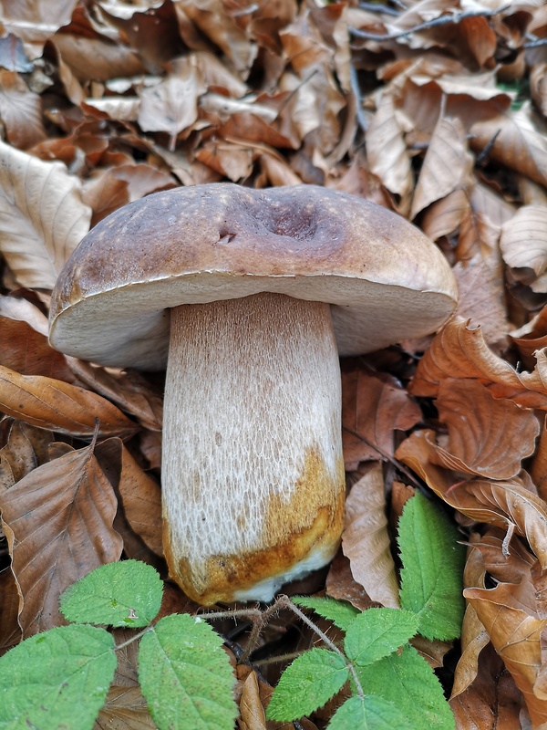 hríb smrekový Boletus edulis Bull.