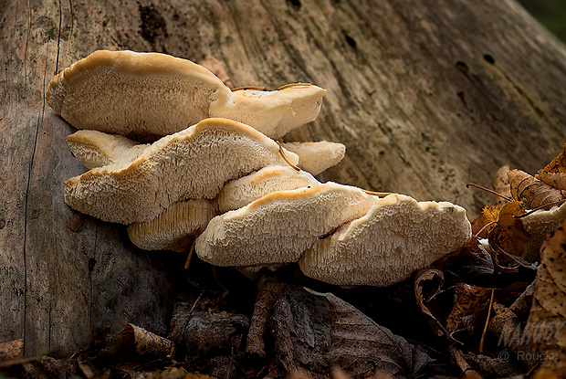 belák horský Climacocystis borealis (Fr.) Kotl. & Pouzar