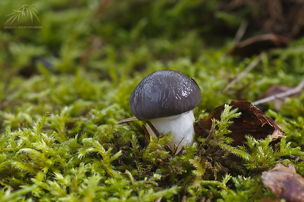 sliziak mazľavý Gomphidius glutinosus (Schaeff.) Fr.