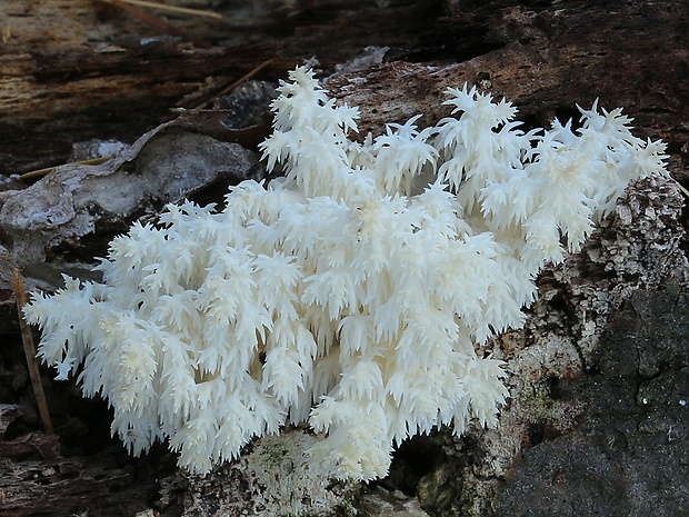 koralovec bukový Hericium coralloides (Scop.) Pers.