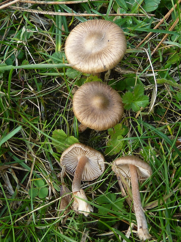 vláknica svetlohnedá Inocybe fuscidula? Velen