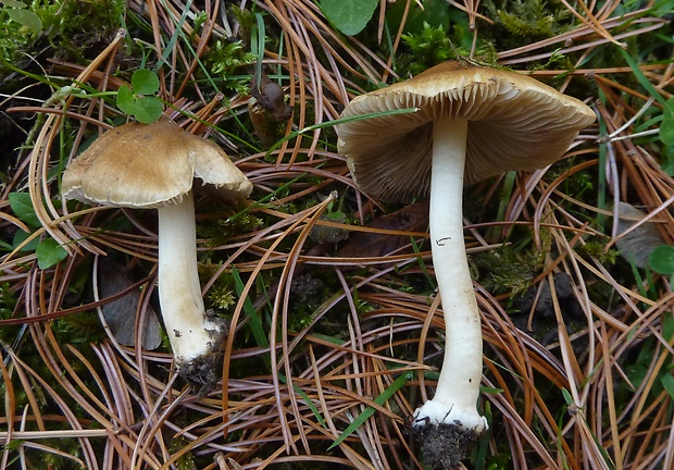 vláknica obrúbená Inocybe mixtilis (Britzelm.) Sacc.