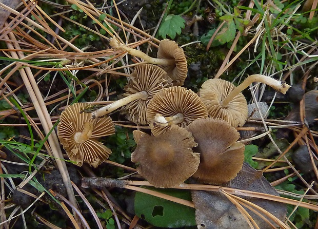 vláknica Inocybe sp.