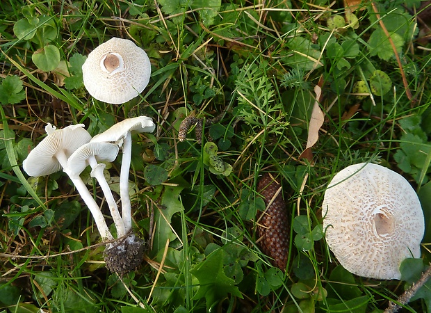 bedlička páchnúca Lepiota cristata Barla