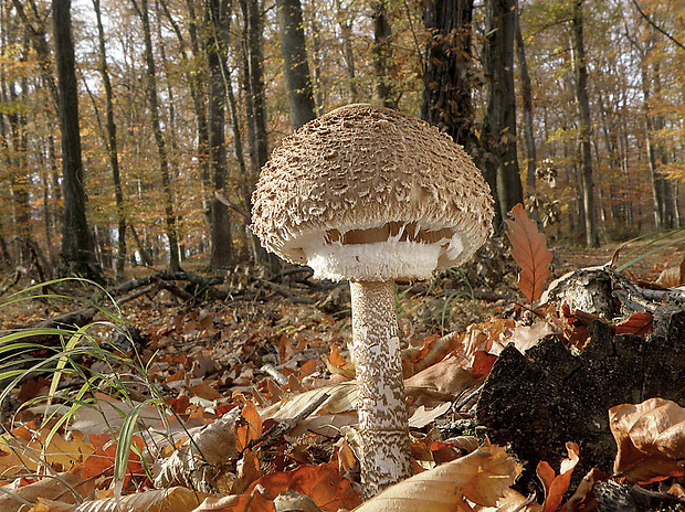 bedľa vysoká Macrolepiota procera (Scop.) Singer