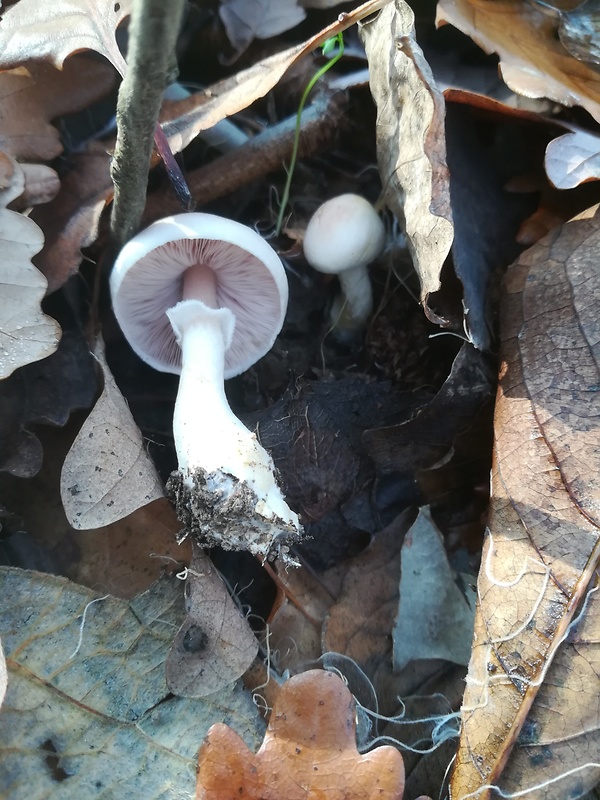 pečiarka Agaricus sp.